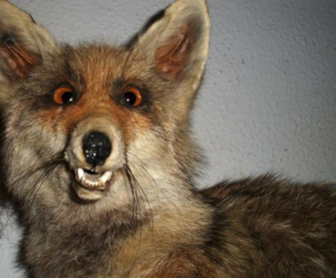 Mozilla Is Looking For ‘Mo Money