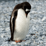 Perfctl, This Linux Malware Is A Perfect Chameleon